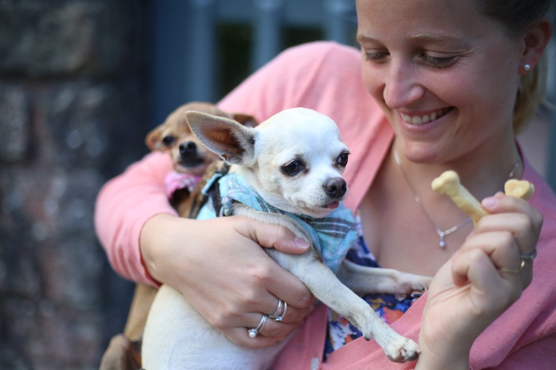 Biscuits pour chien | La Fabrique DIY